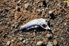 dakar_buggyra-prolog-dakar24-105