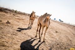 barth-tuma-dakar-2020-33