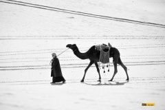 dakar2022-27velbloud