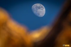 dakar-bonver-fesh-lusk-69