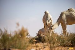 buggyra-uvod22-dakar-53