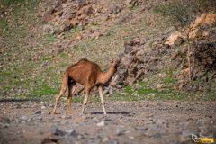 samurai-rouckova-1etap23-4-velbloud