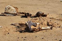 atmosfera-dakar-samurai-1