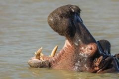 trajda-brazil-afrika-67