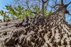 trajda-brazil-afrika-88