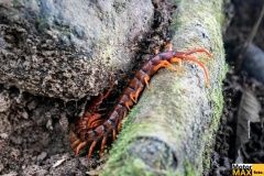 pralesni-vyzva-kratoch-offr-52