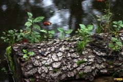 rMorava22-Bri-1-kmen-reka