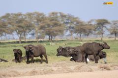 Safari-Kena-jh-15