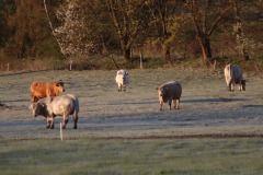 sumava-x-atmosf-2-divaci