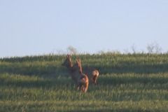 sumava-x-atmosf-3-divaci