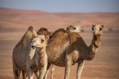 test-dakar-buggyra-uae_dubaj21-122-velbloudi