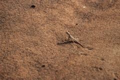 test-dakar-buggyra-uae_dubaj21-92-jesterka