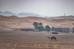 test-dakar-buggyra-uae_dubaj21-94-velbloud