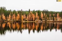 wrc21-prokop-finland-35